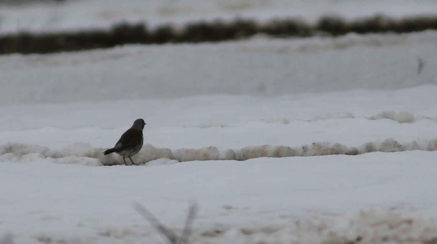Fieldfare